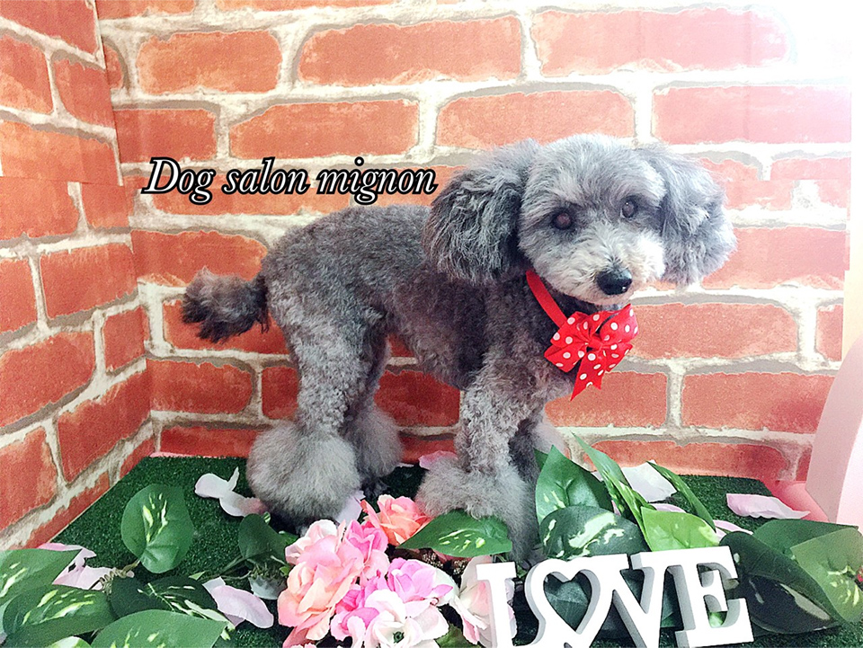 MIGNON ６月の臨時休業のお知らせ